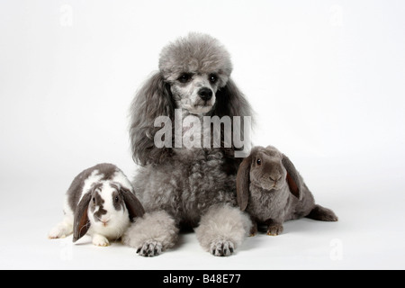 Caniche miniature argent et Rex Lop oreilles lapins nains blancs et lilas lilas 14 semaines lapin domestique Banque D'Images