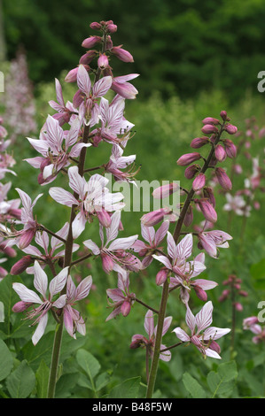 Buisson ardent, Dittany (Dictamnus albus), la floraison Banque D'Images