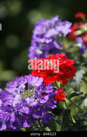 Beaucoup de geranium flowers growing in garden type Banque D'Images