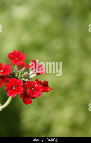 Beaucoup de geranium flowers growing in garden type Banque D'Images