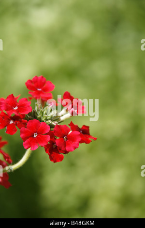 Beaucoup de geranium flowers growing in garden type Banque D'Images