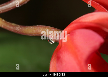 Une goutte d'eau sur la tige d'une fleur rouge Banque D'Images