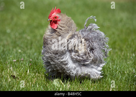 Free Range chicken gris Banque D'Images