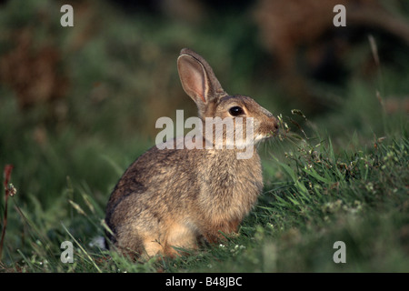 Lapin sauvage européen Oryctolagus cuniculus Europaeisches Wildkaninchen fressend St Abb s Head Schottland Banque D'Images
