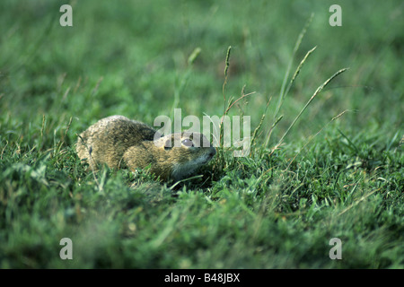 Europaeisches Ziesel Souslik Spermophilus citellus européenne Nationalpark Lac Oesterreich Banque D'Images