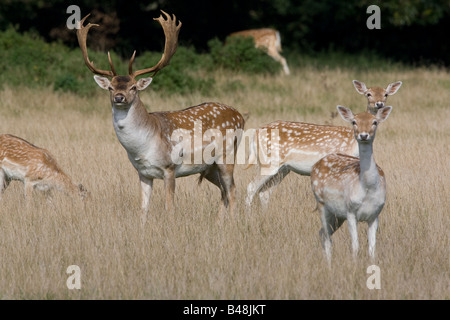 Cerf et biche fauve avec l'article Banque D'Images