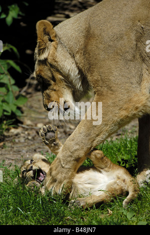 Asiatische mit Jungem Loewin lionne d'Asie avec cub Panthera leo persica Banque D'Images