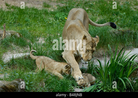 Asiatische mit Jungem Loewin lionne d'Asie avec cub Panthera leo persica Banque D'Images