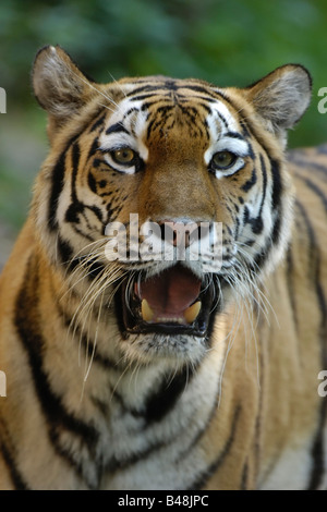 Sibirischer Amurtiger Tigre tigre de Sibérie Panthera tigris altaica Banque D'Images