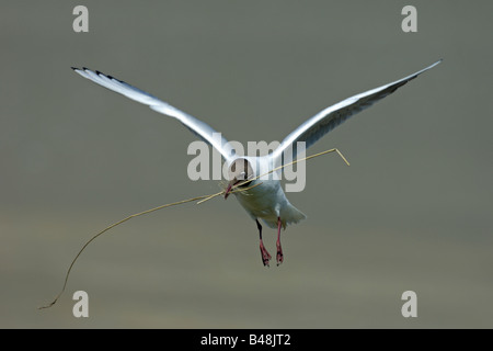 La Mouette rieuse Larus ridibundus Lachmoewe im Flug Insel Texel Nord Hollande Pays-Bas Banque D'Images