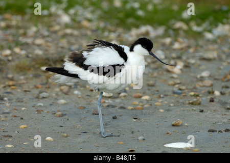 Saebelschnaebler Avocette Recurvirostra avosetta Banque D'Images