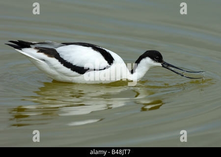 Saebelschnaebler Avocette Recurvirostra avosetta Banque D'Images