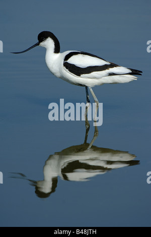 Saebelschnaebler Avocette Recurvirostra avosetta Banque D'Images