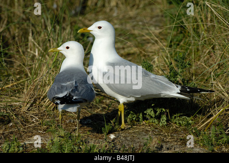 Mew gull Larus canus common paire Sturmmoewen Banque D'Images