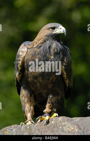 Aigle royal Aquila chrysaetos Steinadler Banque D'Images