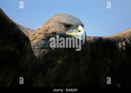 Aigle royal Aquila chrysaetos Steinadler Banque D'Images