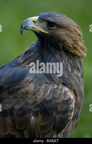 Aigle royal Aquila chrysaetos Steinadler Banque D'Images