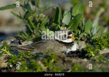 Common ringed Plover Charadrius hiaticula Sandregenpfeifer femelle en incubation Banque D'Images