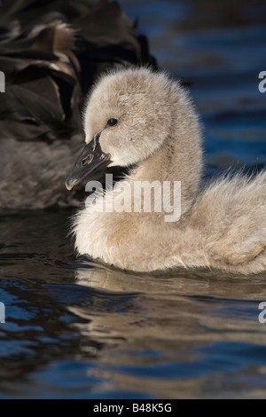 Trauerschwan Schwarzer Schwan Cygnus atratus Junges Kuecken Jungtier brillant black swan jeune chick Pays-Bas Banque D'Images