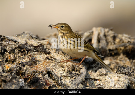 Meadow pipit spioncelle Anthus pratensis Wiesenpieper Banque D'Images