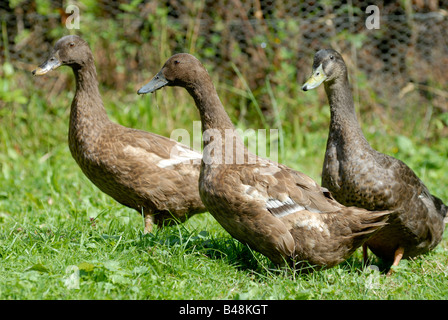 Un trio de Khaki Campbell canards gardés comme limace patrol Banque D'Images