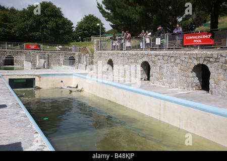 Les phoques de la convalescence national seal sanctuary cornwall piscine Banque D'Images