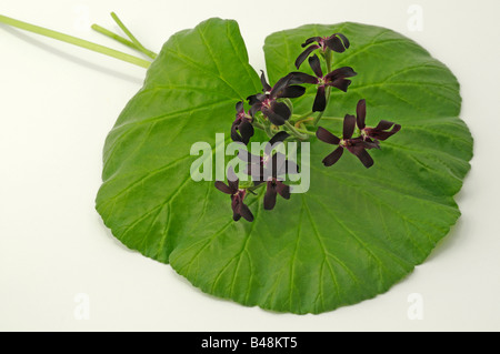 L'Afrique du Sud, Umckaloabo géranium (Pelargonium sidoides, Pelargonium reniforme), hampes couché sur une feuille Banque D'Images