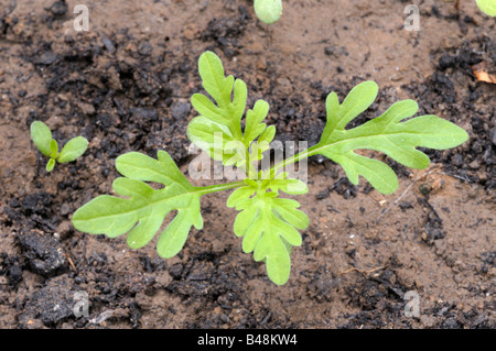 L'herbe à poux annuel Petite herbe à poux Ambrosia artemisiifolia seedling Banque D'Images