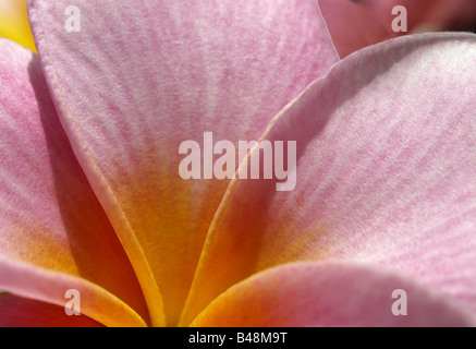 Plumeria (Frangipaniers) blossom Banque D'Images