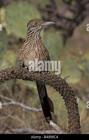 Plus de Roadrunner Geococcyx californianus) Arizona (désert de Sonora - Perché sur branch Banque D'Images