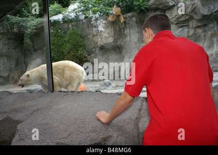 Exposition L'ours polaire au Zoo Banque D'Images