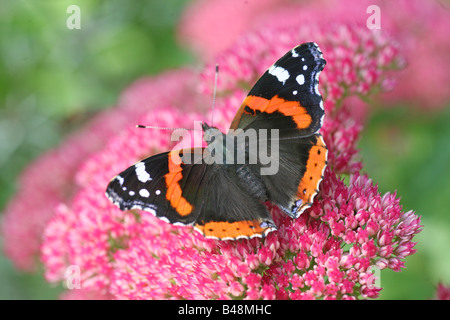 Un Vulcain ou Vanessa atalanta reposant sur un papillon fleur rose sedum Banque D'Images