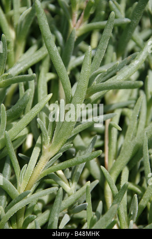 Hottentots carpobrotus fig flower Banque D'Images