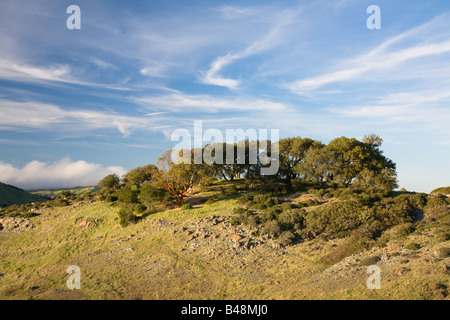 Arbre généalogique de Madrone Azalea Trail sur la colline le long de la route de comté de Marin Fairfax Bolinas Californie USA Banque D'Images