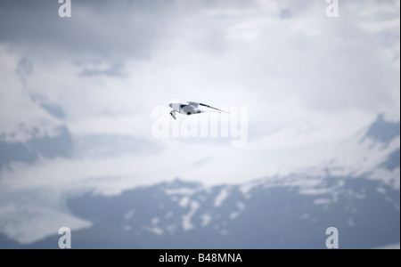 Sterne arctique (Sterna paradisaea), Reykjavik, Islande Banque D'Images