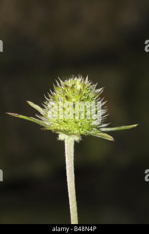 Succisa pratensis Devils Bit Scabious supérieure de la tête de semences UK Teesdale Banque D'Images