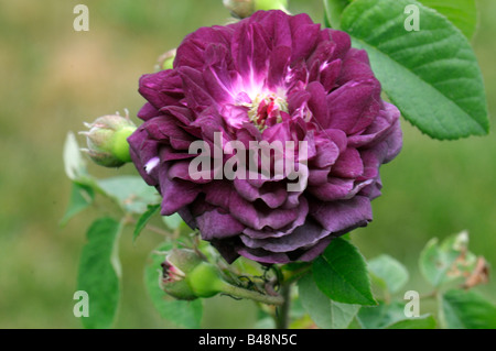 Vieux Jardin Rose (Rosa Gallica), variété : Cardinal de Richelieu, fleur Banque D'Images