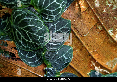 Close-up d'une usine de Monstera Banque D'Images