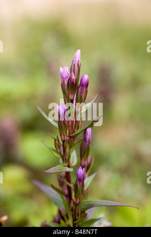 Gentianella amarella gentiane d'automne Banque D'Images