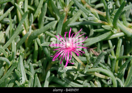 Hottentots carpobrotus fig flower Banque D'Images
