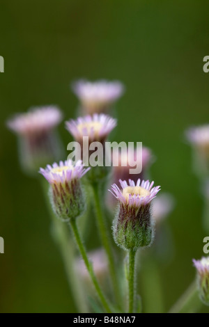 Vergerette Erigeron acer bleu Banque D'Images