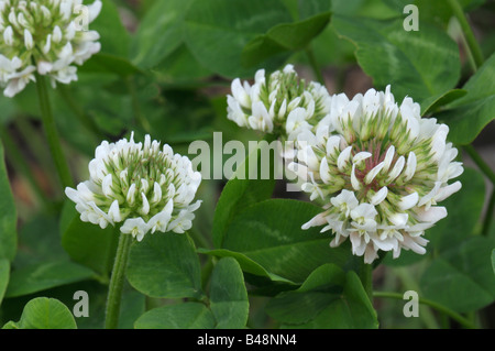 Le trèfle blanc (Trifolium repens), la floraison Banque D'Images