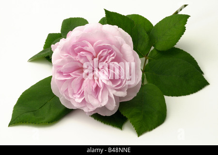 Le chou Rose, Provence Rose (Rosa Centifolia x), variété : Fantin Latour, fleur, studio photo Banque D'Images