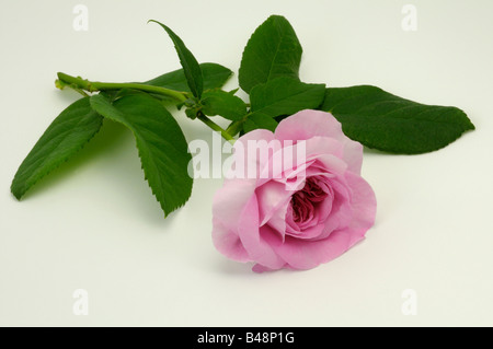 Damask Rose (Rosa x damascena), variété : Ispahan, fleur Banque D'Images