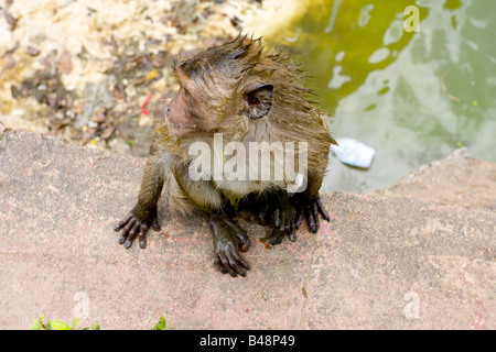 Wat Khao Lad le 'Monkey' Temple Banque D'Images