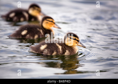 Anas platyrhynchos canetons piscine Banque D'Images