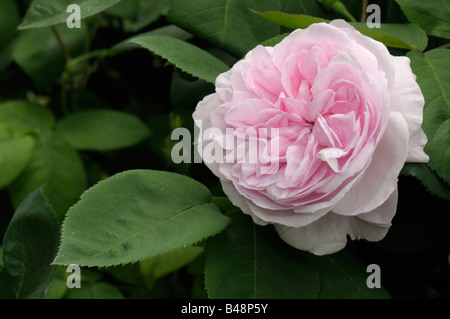 Le chou Rose, Provence Rose (Rosa Centifolia x), variété : Fantin Latour, fleur Banque D'Images