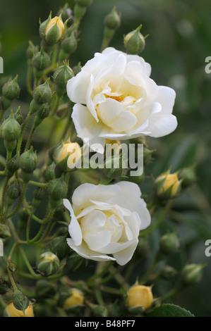 La ligne Rose (Rosa sp.), la variété : Chardonneret, fleurs Banque D'Images