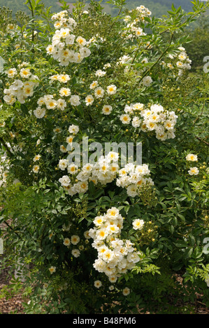 La ligne Rose (Rosa sp.), la variété : Chardonneret, la floraison Banque D'Images