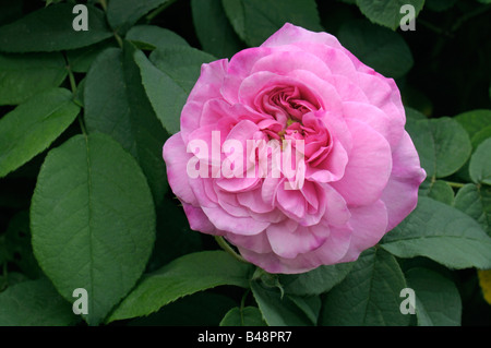 Damask Rose (Rosa x damascena), variété : Ispahan, fleur Banque D'Images